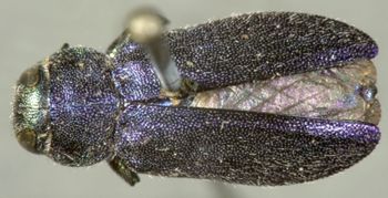 Media type: image;   Entomology 8121 Aspect: habitus dorsal view